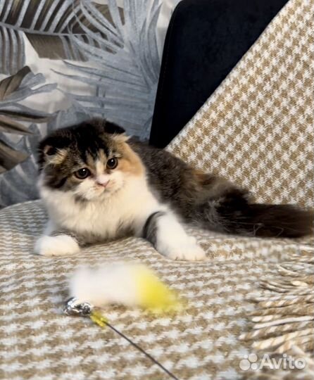 Шотландская девочка