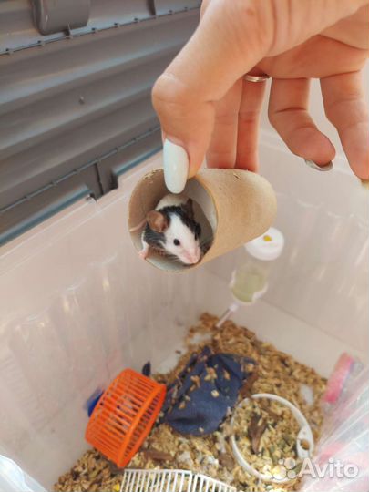 Японская карликовая мышь