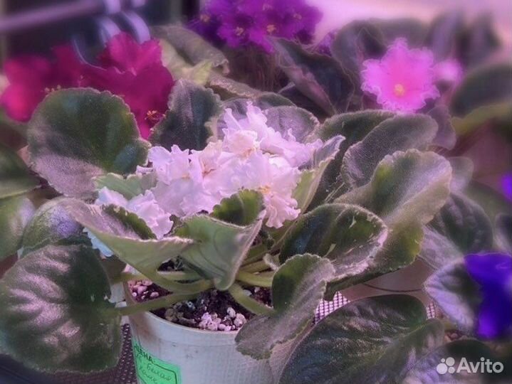 Фиалка ле-Белая камелия