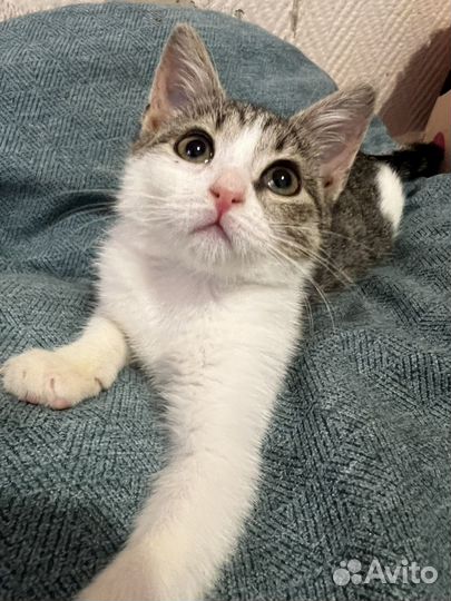 Котенок Китти