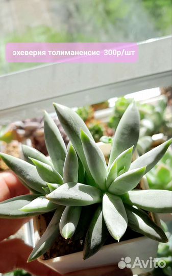 Суккуленты