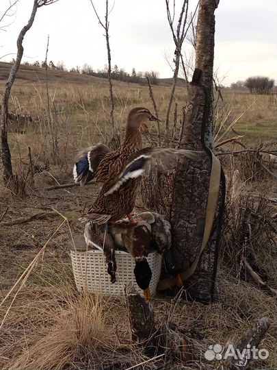 Подсадные утки Тульской породы для охоты