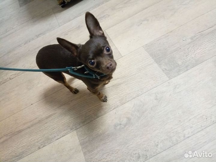 Собака мини той-терьер