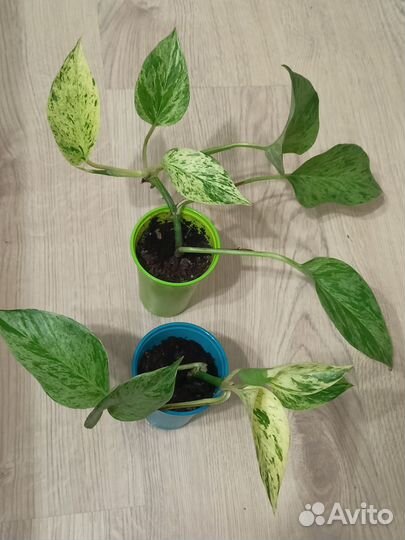 Сциндапсус, эпипремнум