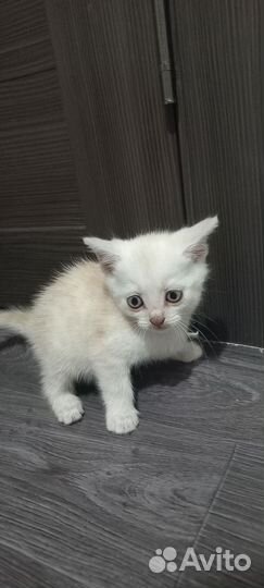 Отдам в добрые руки