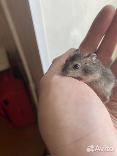 Джунгарский хомяк