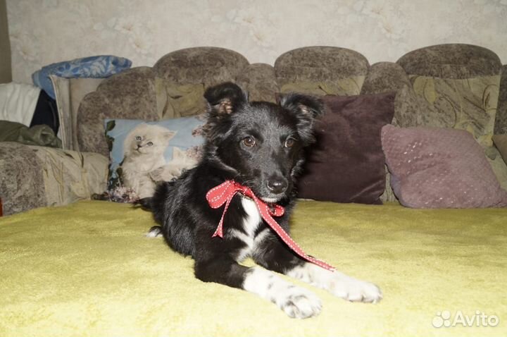Ищет дом щенок не крупной Собачки Черника