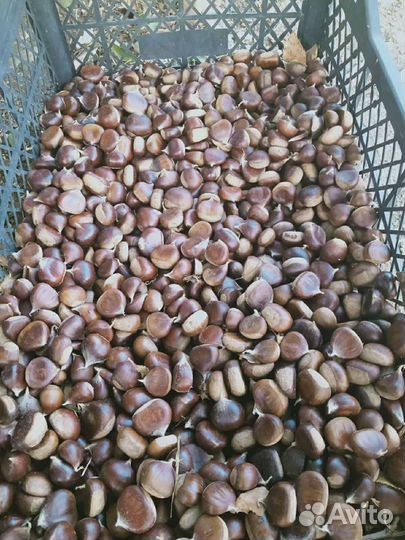 Каштан посевной съедобный кавказкий семена саженцы