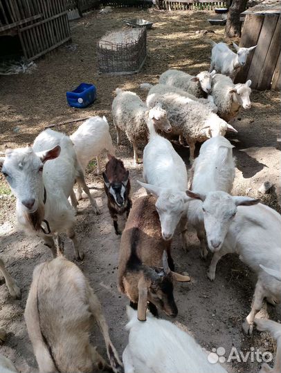 Коза и овцы