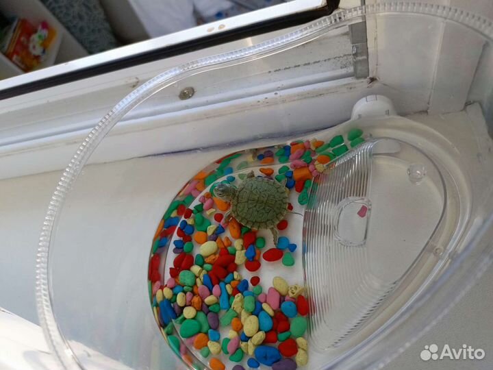 Черепаха в добрые руки