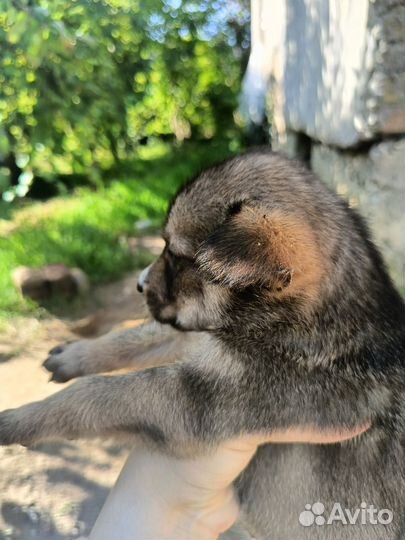Роберт, Круассан и Галош