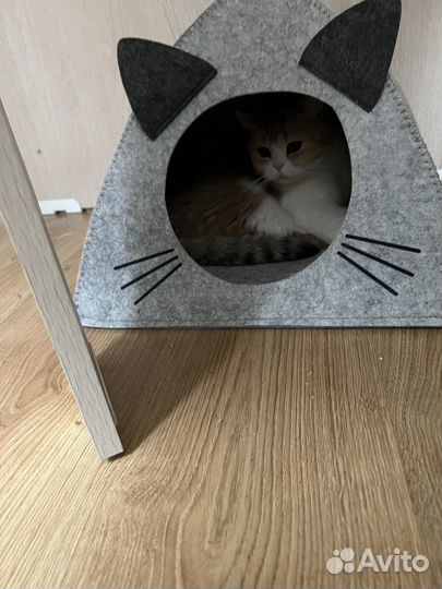 Кошка британская