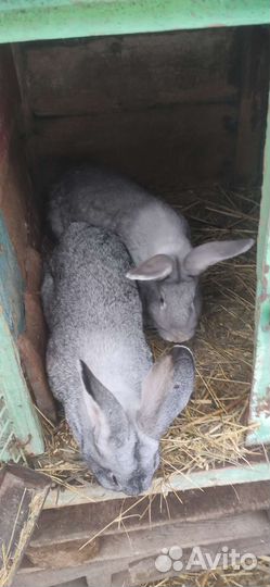 Кролики разных пород