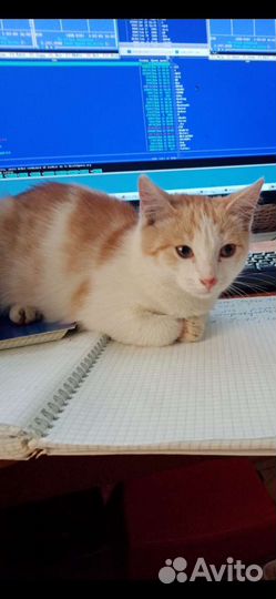 Котенок мальчик