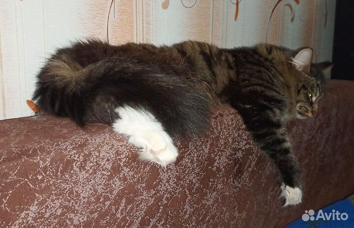 Передержка кошек и других животных