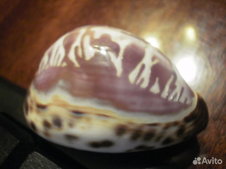 Индия морская раковина Надпись на Хинди винтаж80е