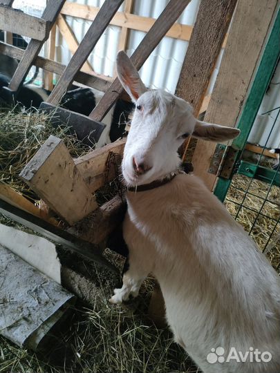 Козы дойные