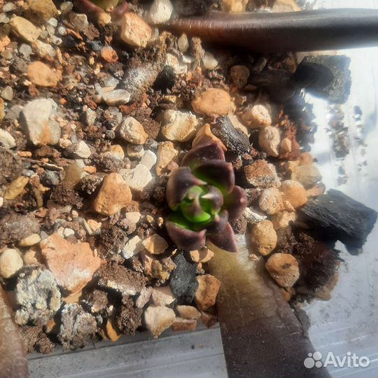 Суккуленты эхеверия Чёрный рыцарь