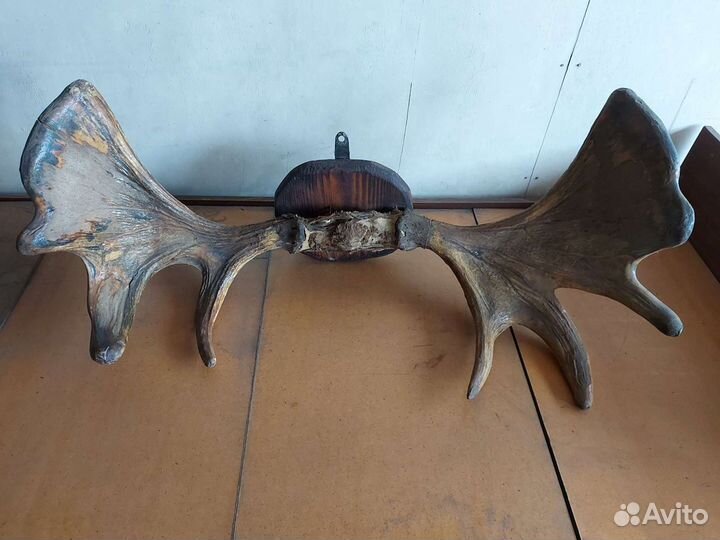 Продам рога лося. Рога большие и тяжелые