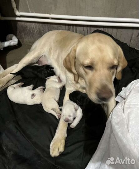 Щенки лабрадора