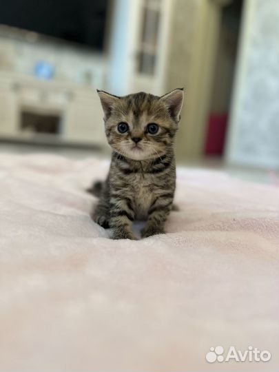 Британские котята
