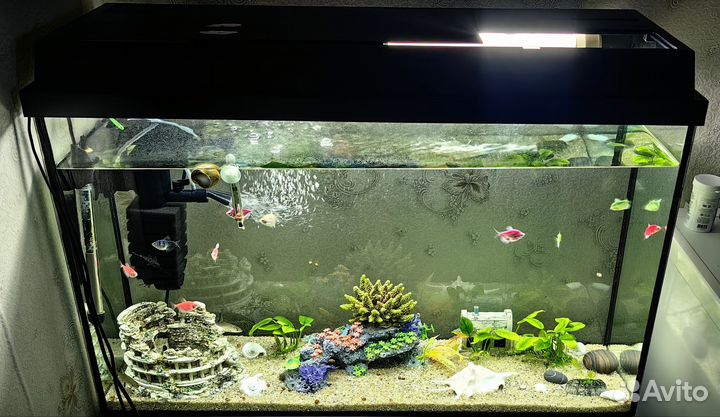 Аквариум с рыбками