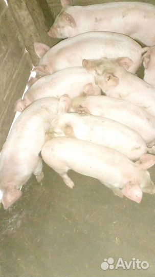 Поросенок ландрас дюрок