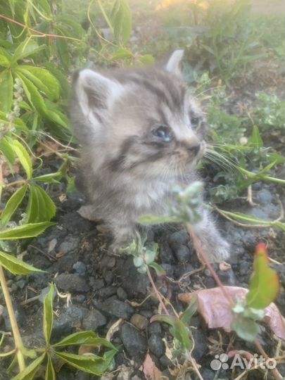 Бездомный котенок, заберите пожалуйста