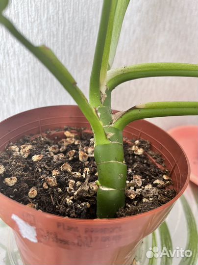 Монстера минима