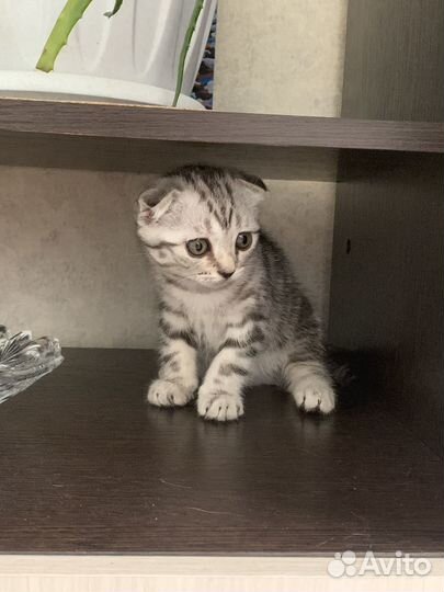 Шотландская вислоухая кошечка