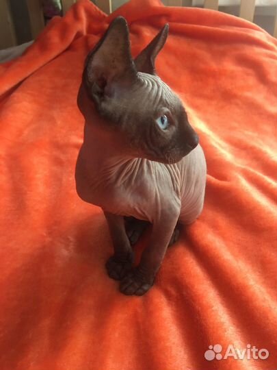 Котенок сфинкс