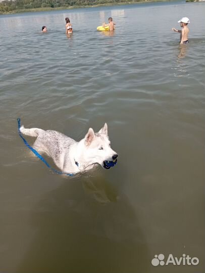 Собака