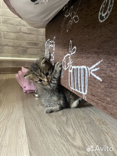 Котята
