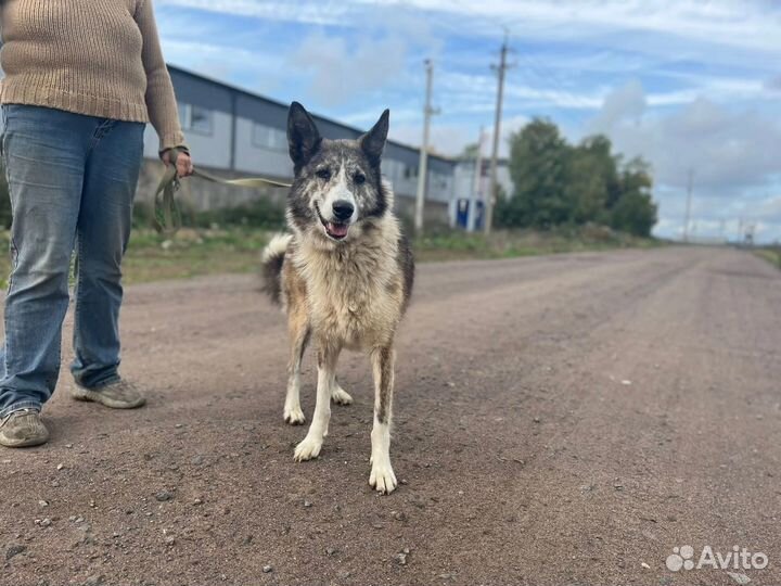 Собака в добрые руки