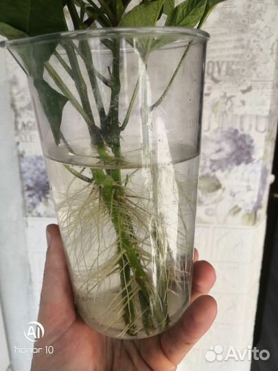 Пепино рамзес