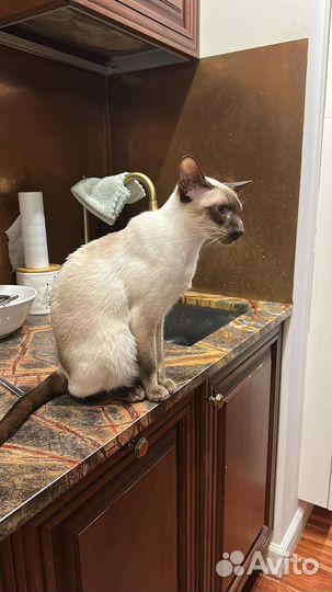 Сиамская ориентальная