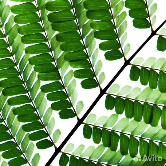 Утята индоутки