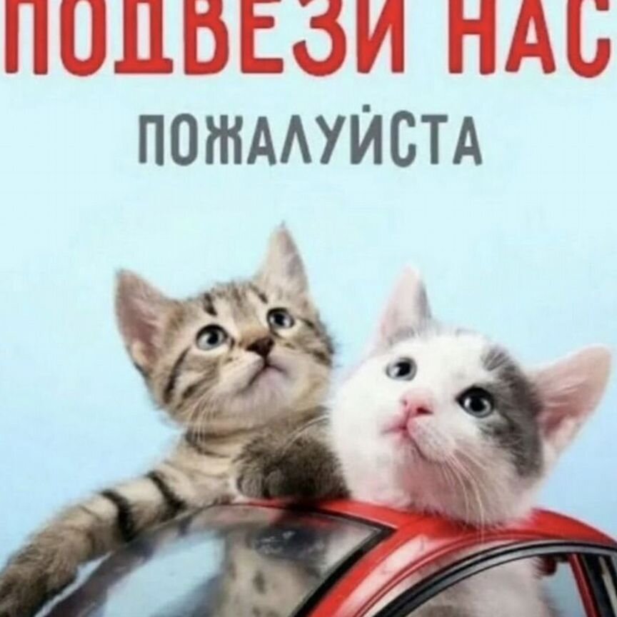 Кошка с котятами