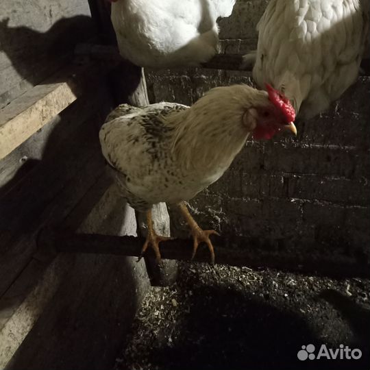 Молодые петухи