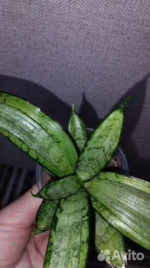 Сортовая сансевиерия Старбëрст(Starburst)