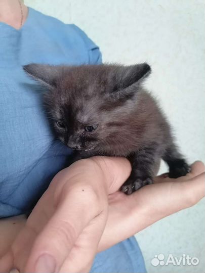 Котенок в добрые руки