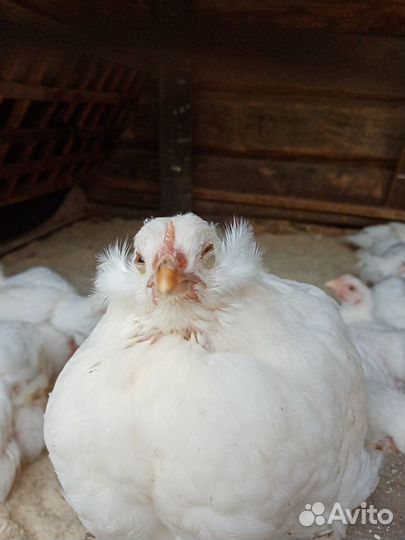 Домашние цыплята +породистая птица