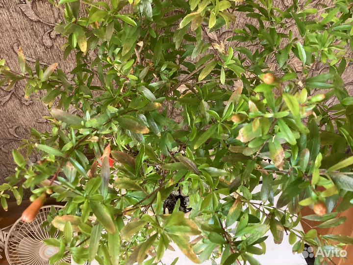 Веерные пальмы