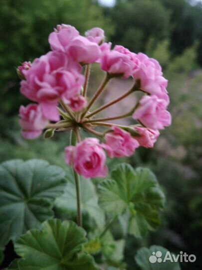 Комнатные растения