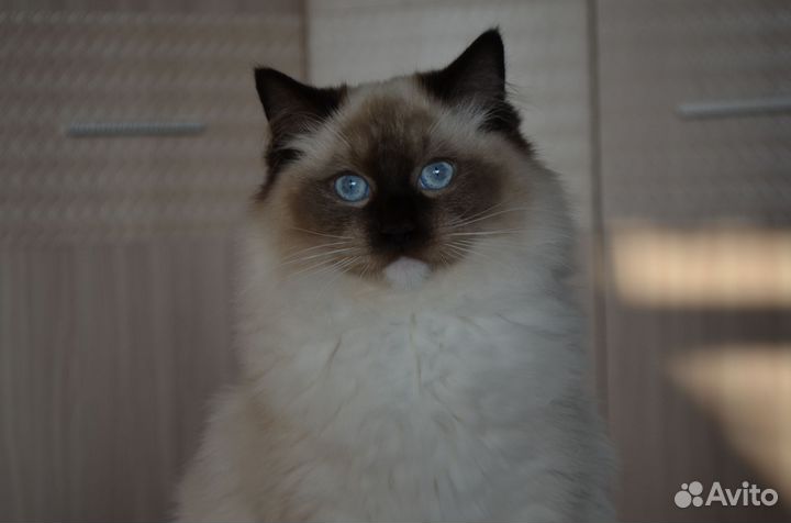 Котенок рэгдолл