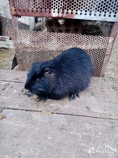 Нутрии на племя