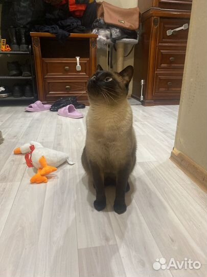 Тайский кот