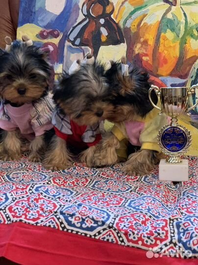 Йоркширский терьер