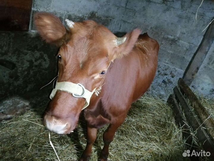 Телка 1.5 года