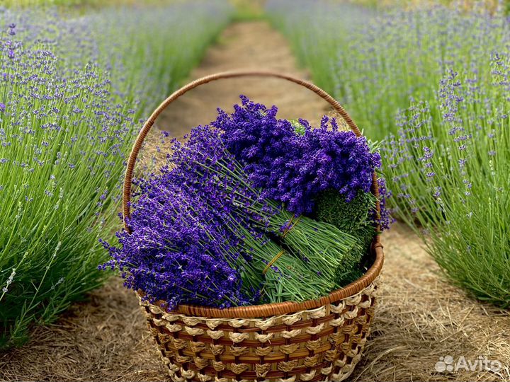 Лаванда свежая